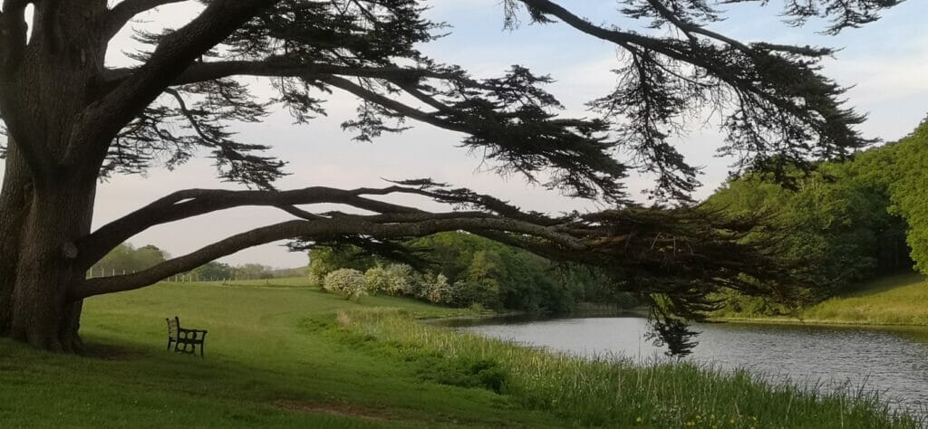 bench under tree