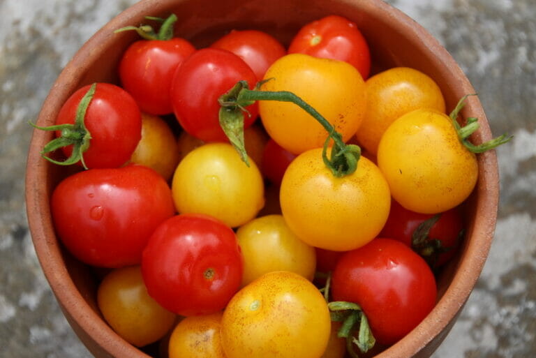 Tomatoes