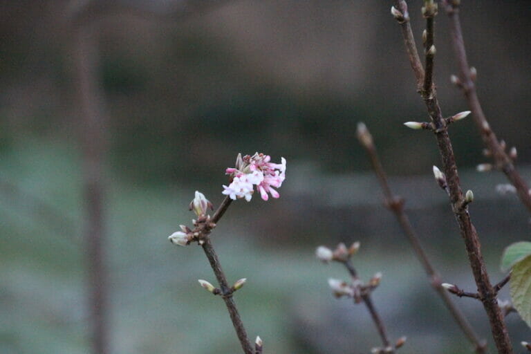 Viburnum farreri