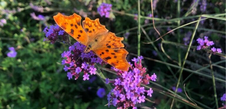 Butterfly on a flower