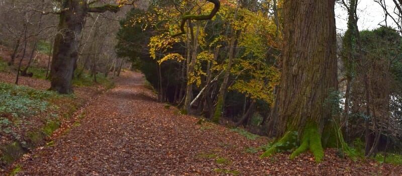 Walks at Ashburnham