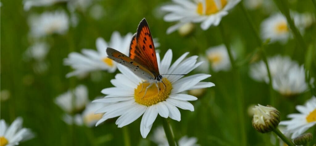 A butterfly on daisy