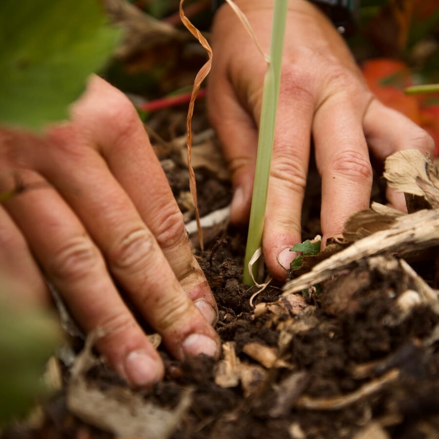 Planting a Small Vegetable in the Garden