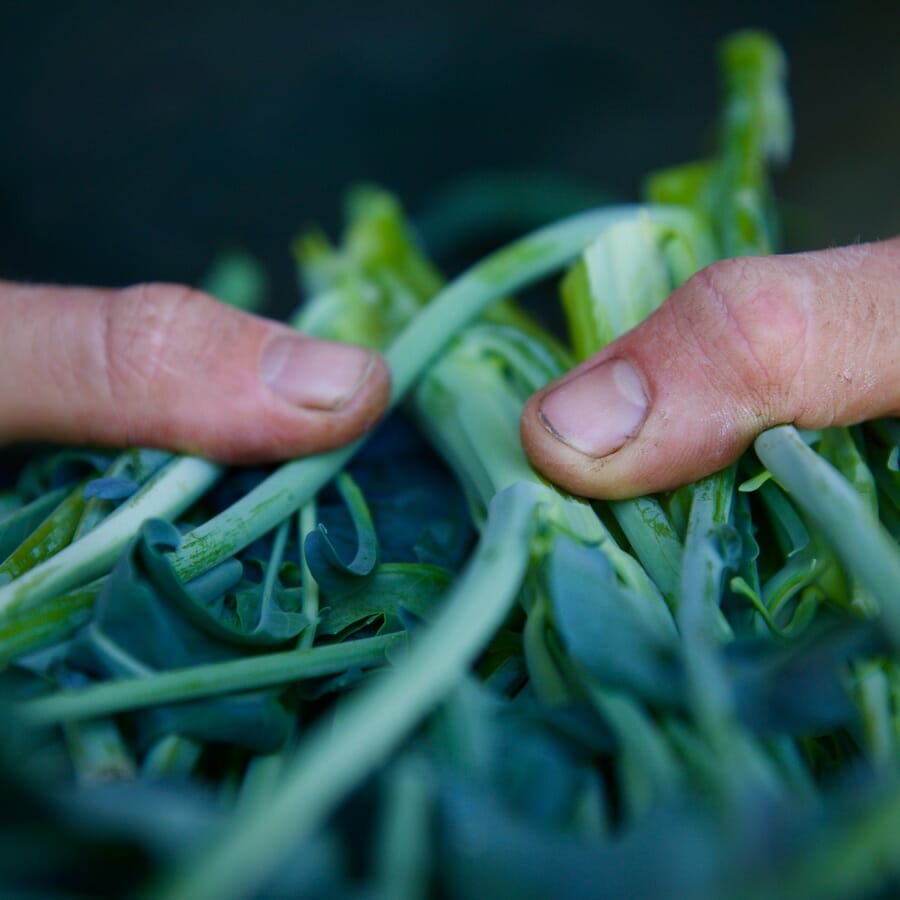 Hold vegetables in the Kitchen Garden